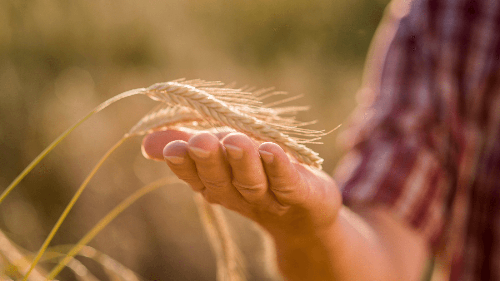 Quiz: „Da komm' ich her!“ – Regional genießen! Challenge-Banner